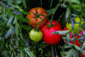 Organic Dakota Sport tomatoes are part of Bob Quinn’s dry land experimental plot and personal garden in Big Sandy, Montana. PHOTO BY GABBY FRIEDLANDER | STAFF PHOTOGRAPHER