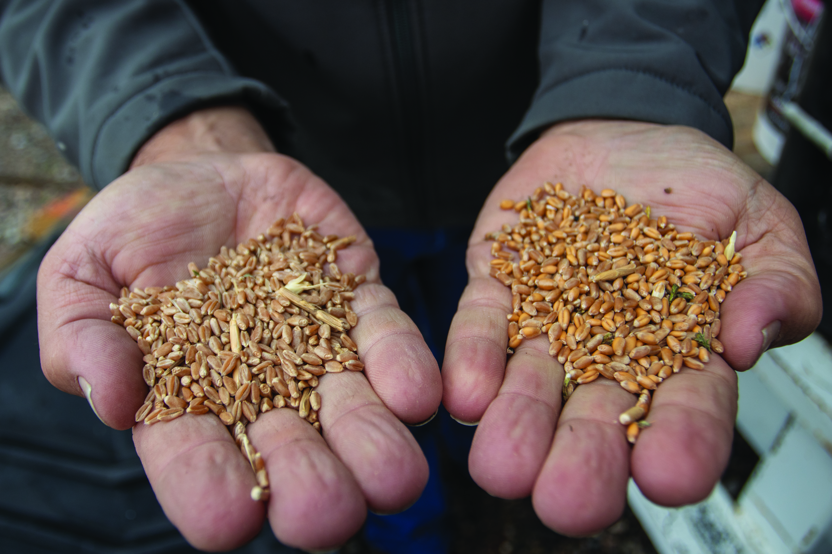 Daryl’s parents grew “all chemical” wheat (left) and barley on their land. Since 2013, Daryl has successfully grown certifiable organic wheat (right) and many more crops free of chemicals. Going organic requires adherence to stricter governmental standards. Organic products must undergo a series of government tests and investigations to maintain their labels. PHOTO BY GABBY FRIEDLANDER | STAFF PHOTOGRAPHER