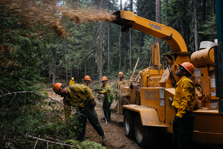 Members of the Helena Hotshots haul and chip green timber cut from the edges of a Forest Service road in Kootenai National Forest north of Libby, Montana in September 2018. Wildland firefighters often fell living trees in order to eliminate fuel that allows wildfires to spread. Standing dead trees pose more of a risk than green trees.