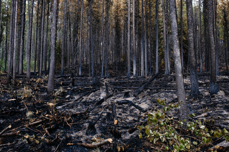 Burned out lodgepole pines stand in Kootenai National Forest in the waning days of active burning from the Gold Hill fire that took place from August to mid-October 2018. After a wildland fire is controlled, firefighters often patrol stands, looking for residual burns.