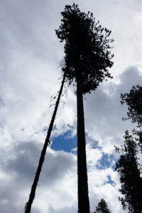 Standing dead trees, also known as snags, pose great risk to wildland fighters. A gust of wind in the wrong direction can bring them down and cause serious injury or death.