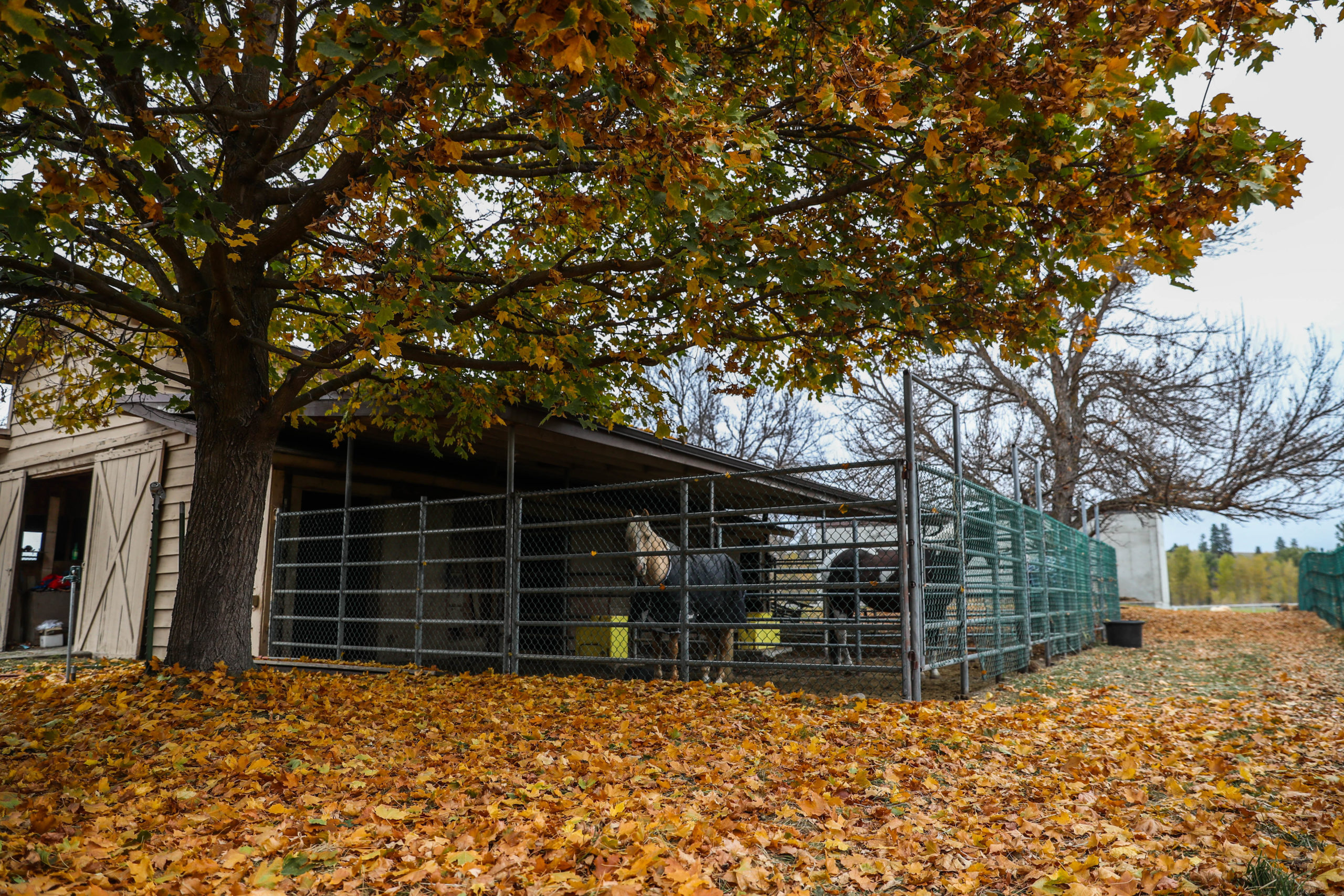 Fall has arrived at the riding stable, leaving the ground at Trotting Horse bright and colorful.
