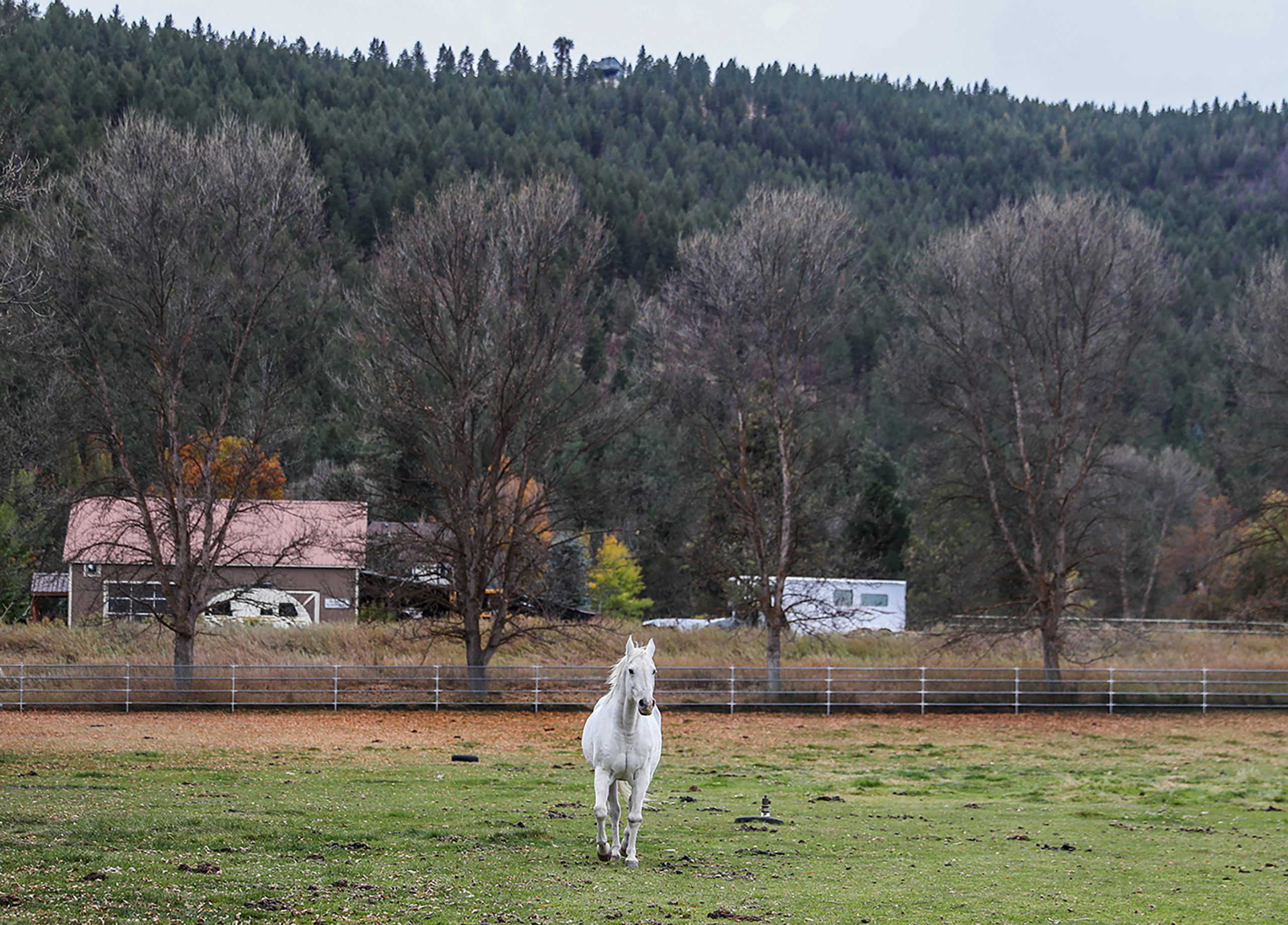 Jack, a donated lesson horse that spent his days as a competitive roping horse.