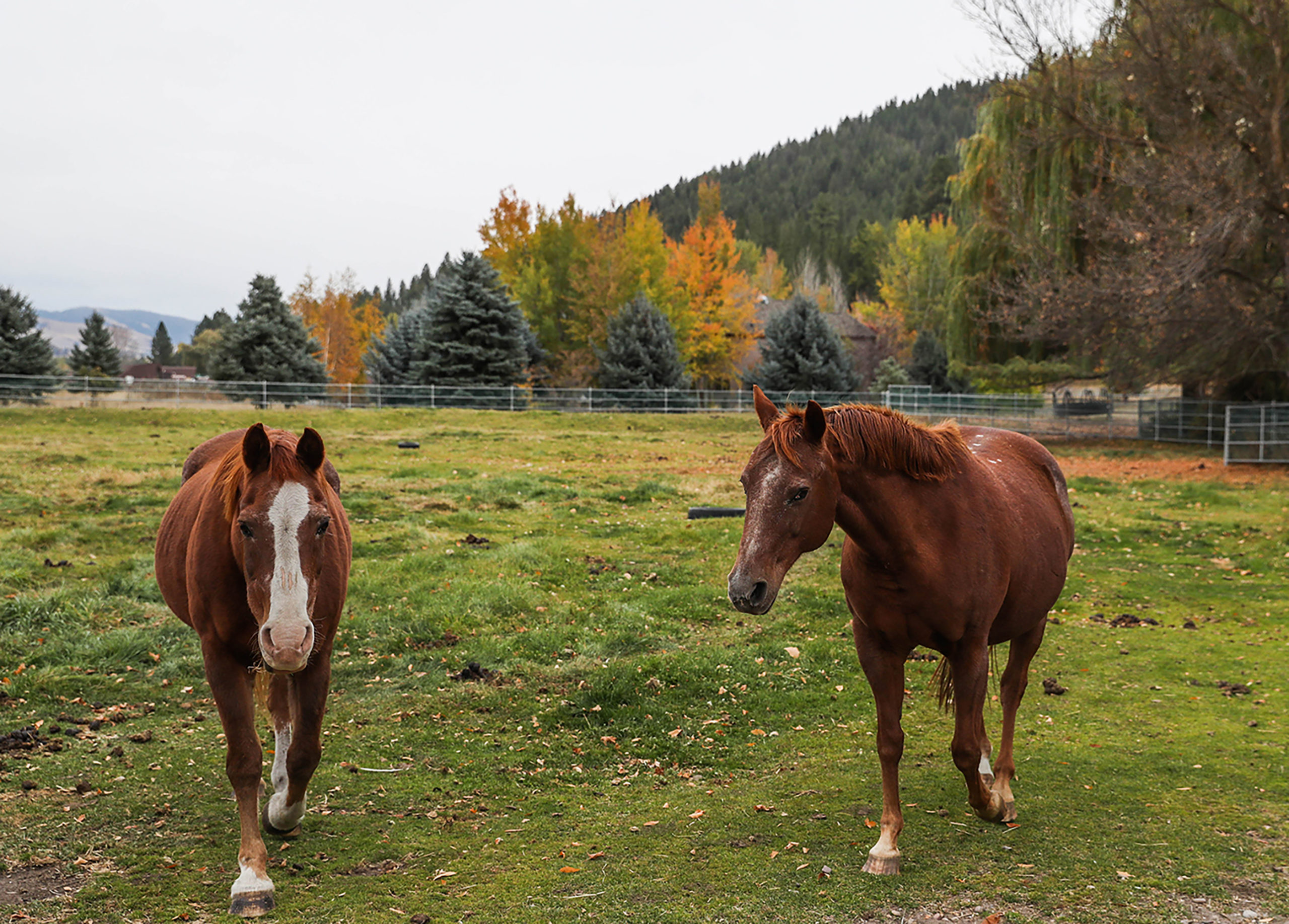 Two of the several horses at Trotting Horse Therapeutic Riding.