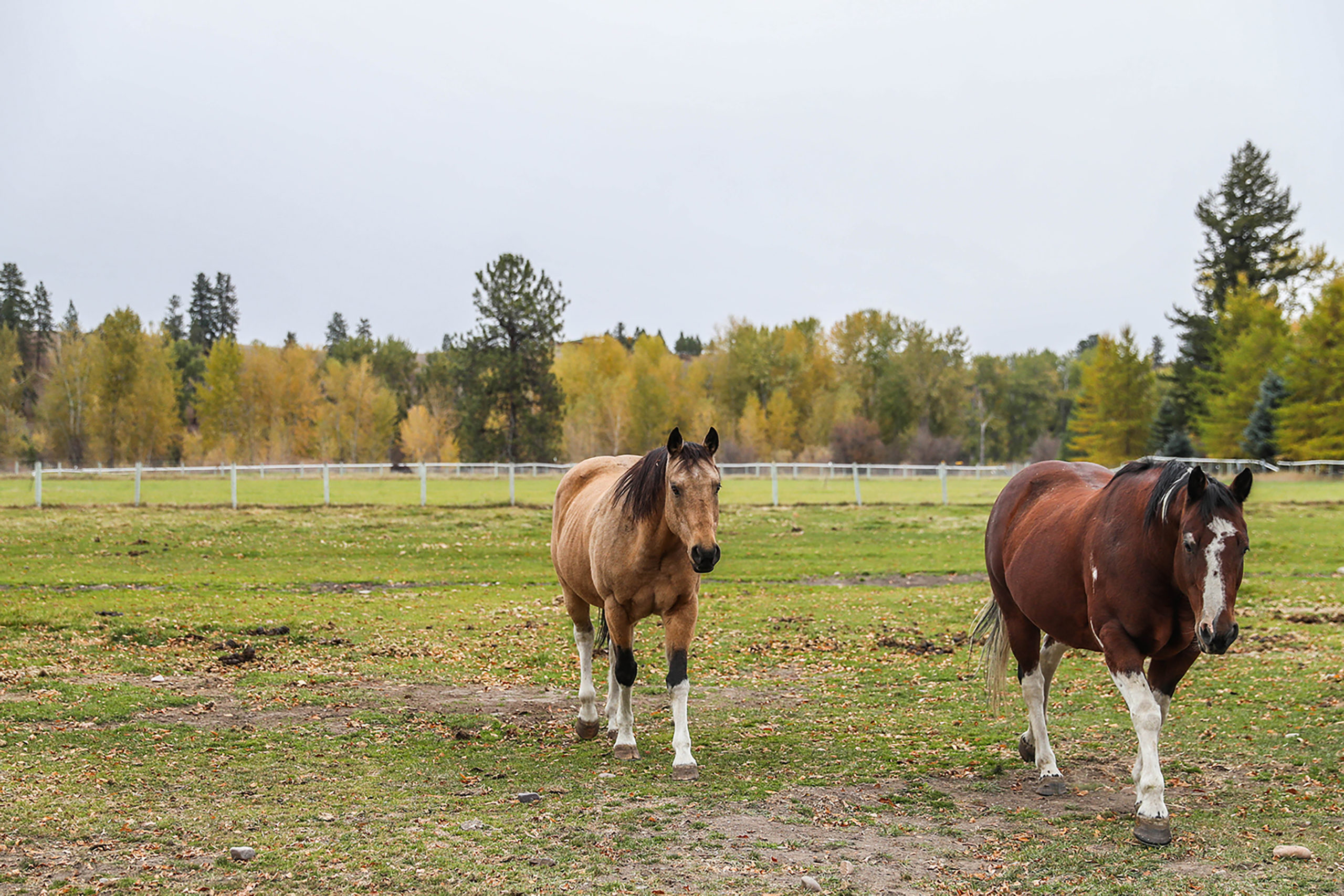 Trotting Horse Therapeutic Riding and Trotting Horse Stables, nestled near the base of Blue Mountain, is home to horses boarded by customers and donated lesson horses.