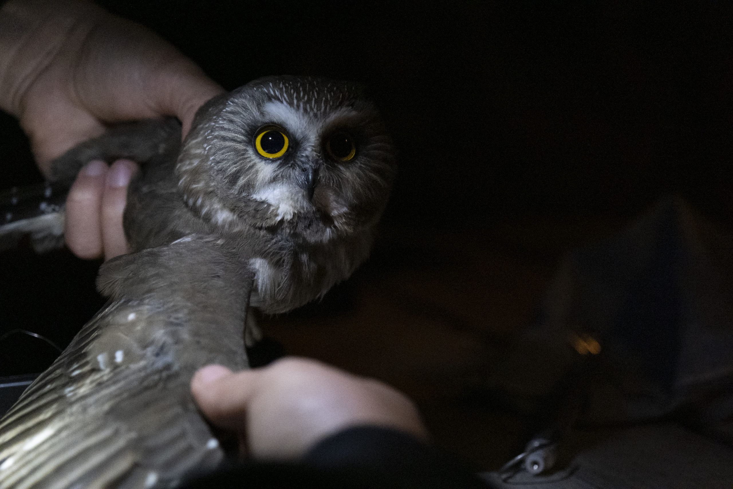 Mary Scofield, an avian researcher at the MPG Ranch, gently extends the wing of a northern saw-whet owl to measure its wingspan. Every captured northern saw-whet owl is measured for weight, beak and wing length, wear of feathers, visible injures and estimated age.