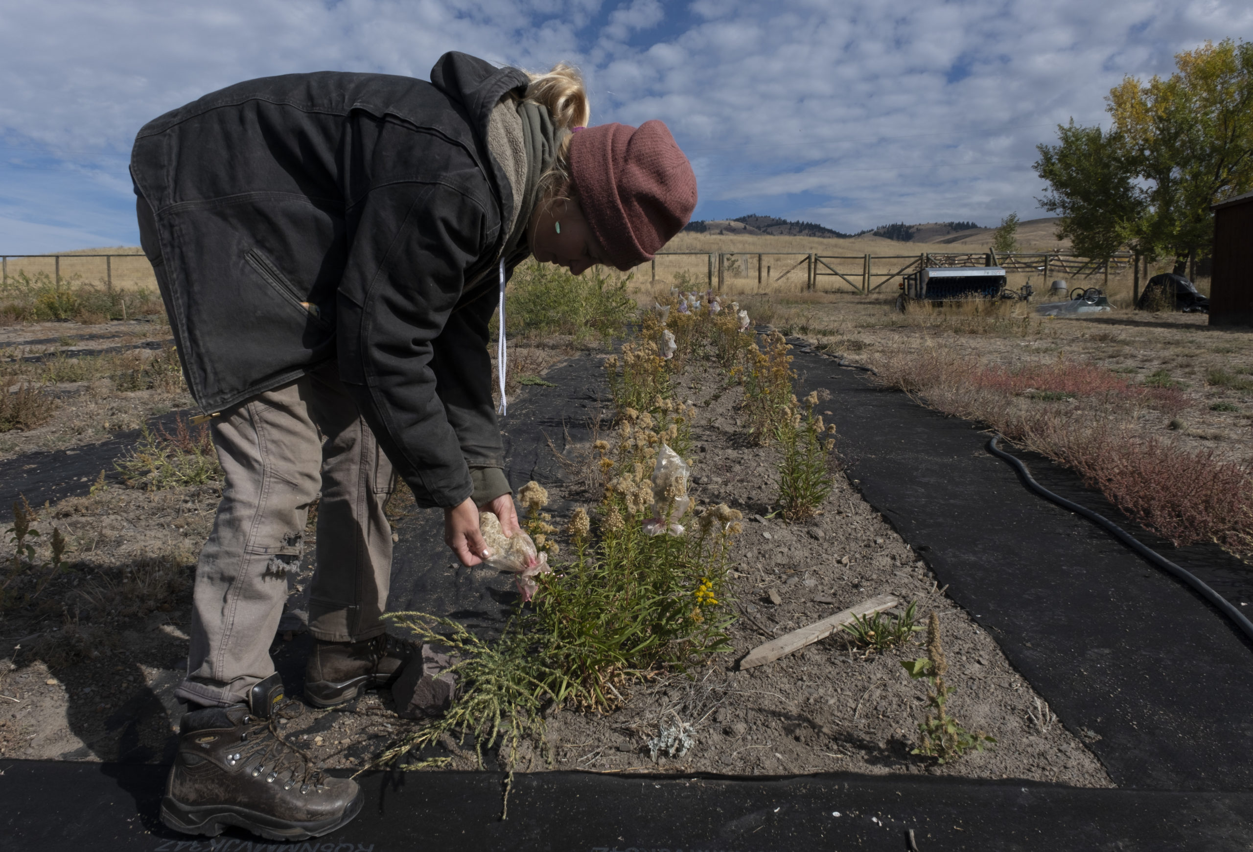 Hannah Shafer, a seasonal employee at the MPG Ranch, works with the cultivation, collection and distribution of native plants on the 15,000-acre property located in the Bitterroot Mountains corridor near Florence, Montana. Shafer holds collection bags placed on the dried flowers of the Missouri Goldenrod, to ensure the small seeds are not blown away in the open field.