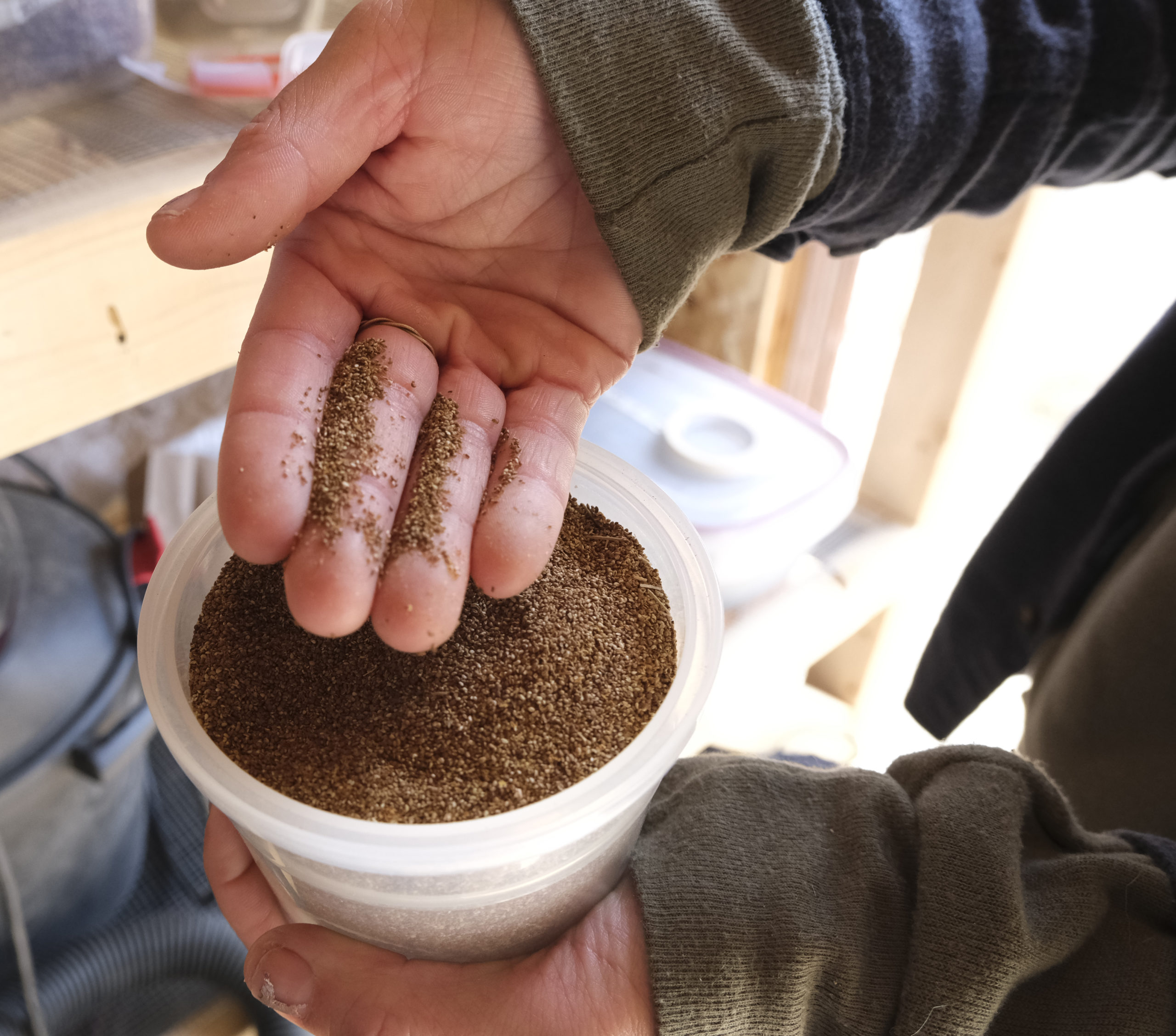 Seeds of the Sticky Cinquefoil plant are collected and distributed in disturbed sites on the MPG Ranch.