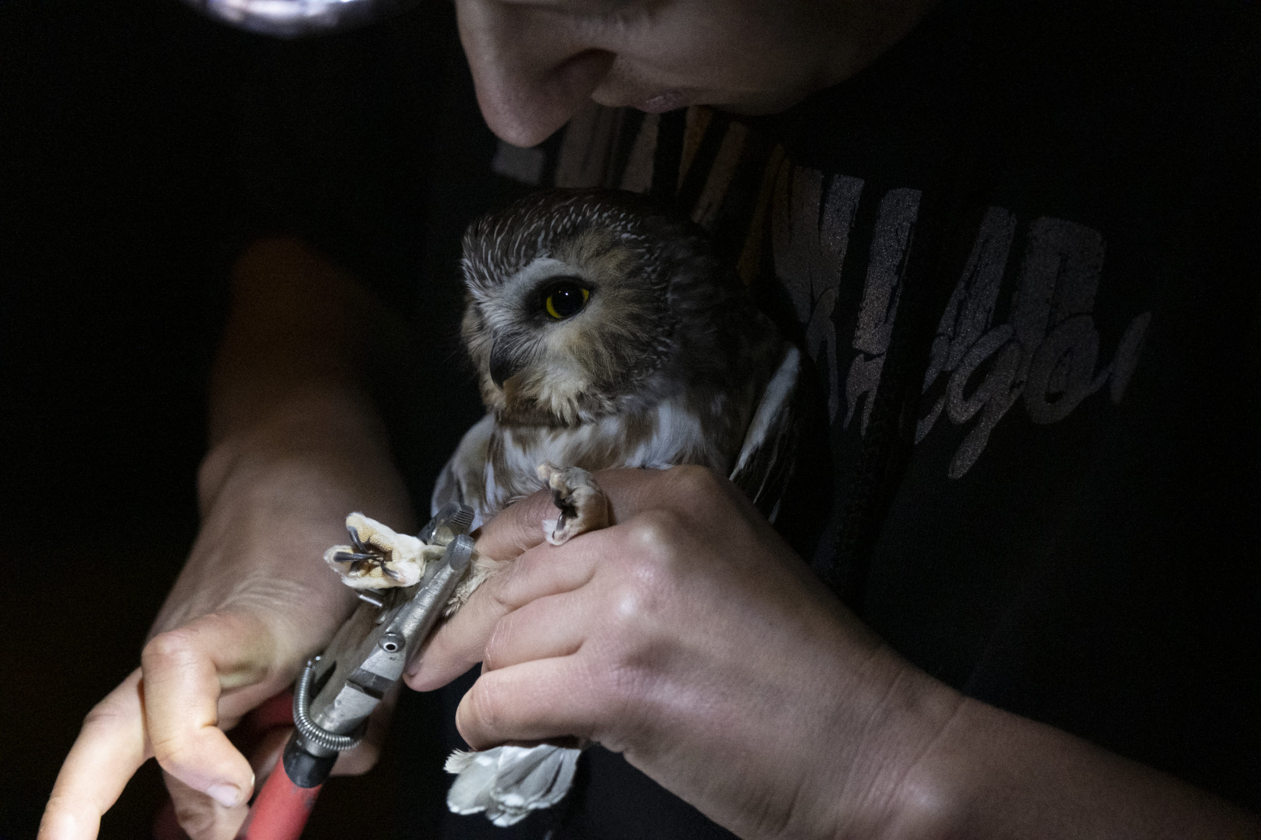 Mary Scofield uses pliers to clamp on a metal band which includes a unique set of nine numbers to identify this specific bird when it is captured again. The set of numbers are then put into an online database for other wildlife biologists to access in the future.