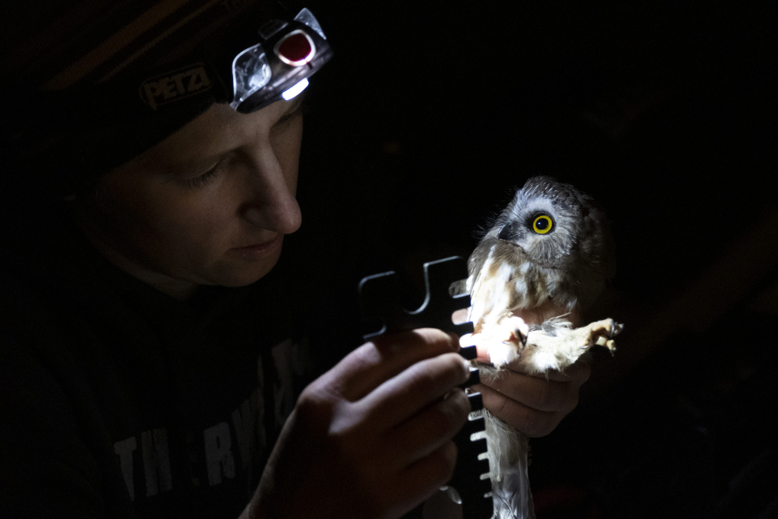 When preparing to see what size band the owl will receive an overall measurement is taken to ensure the owl will not be hindered or harmed by the application of the band.