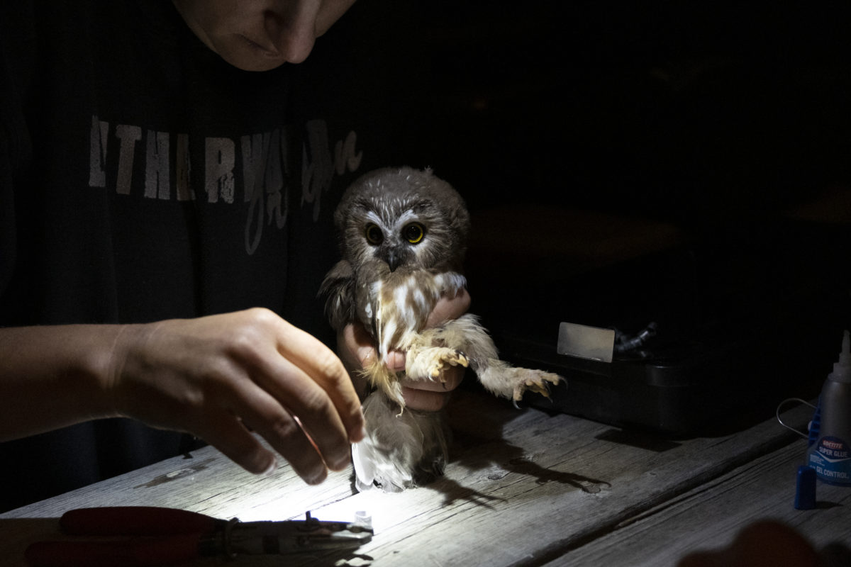 The legs of the northern saw-whet owl are held while a small radio transmitter is placed to track its migration patterns. The radio transmitter fits around the owl’s legs and then are tightened and tied. The transmitters are meant to degrade over time and fall off the owl after a few migration cycles.