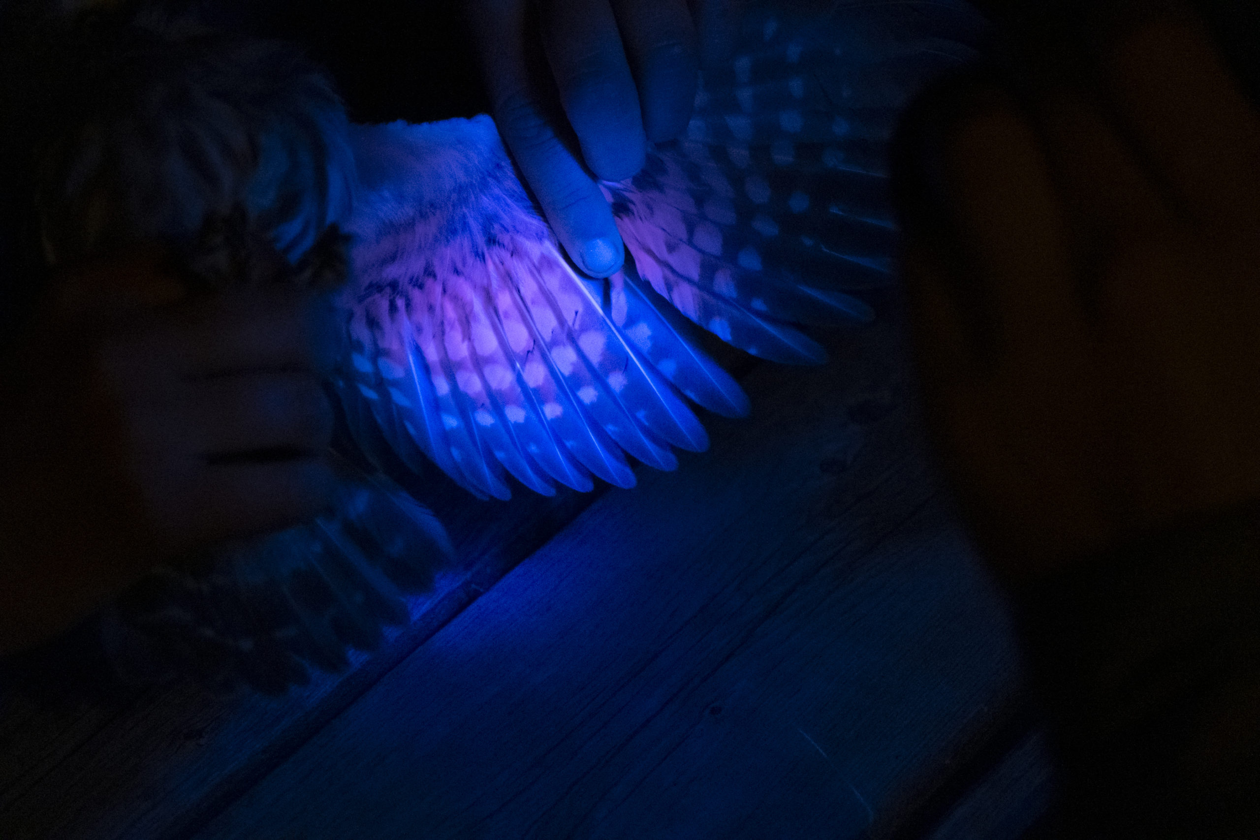 An ultraviolet light is used to determine the approximate age of the owl. Feathers on the underside of the wing glow in accordance to age of the feather, with the newer ones glowing a bright purple-pink color.