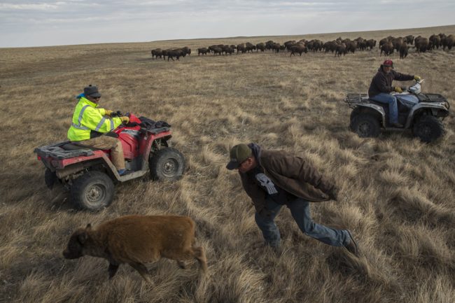 Shawn Wipert, a hand for the Blackfeet Buffalo Program, chases a buffalo calf while moving the herd to winter pasture. The calf lost its mother due to sickness, so the men will bottle feed the calf until it is healthy enough to go back out with the herd.